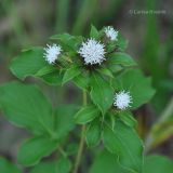 Atractylodes ovata. Верхушка цветущего растения. Приморский край, Уссурийский район. 17.08.2008.