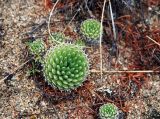 Orostachys spinosa. Вегетирующие растения. Иркутская обл., озеро Байкал, Малое Море, бухта Базарная, обрывистый берег. 23.07.2011.