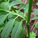 Valeriana wolgensis