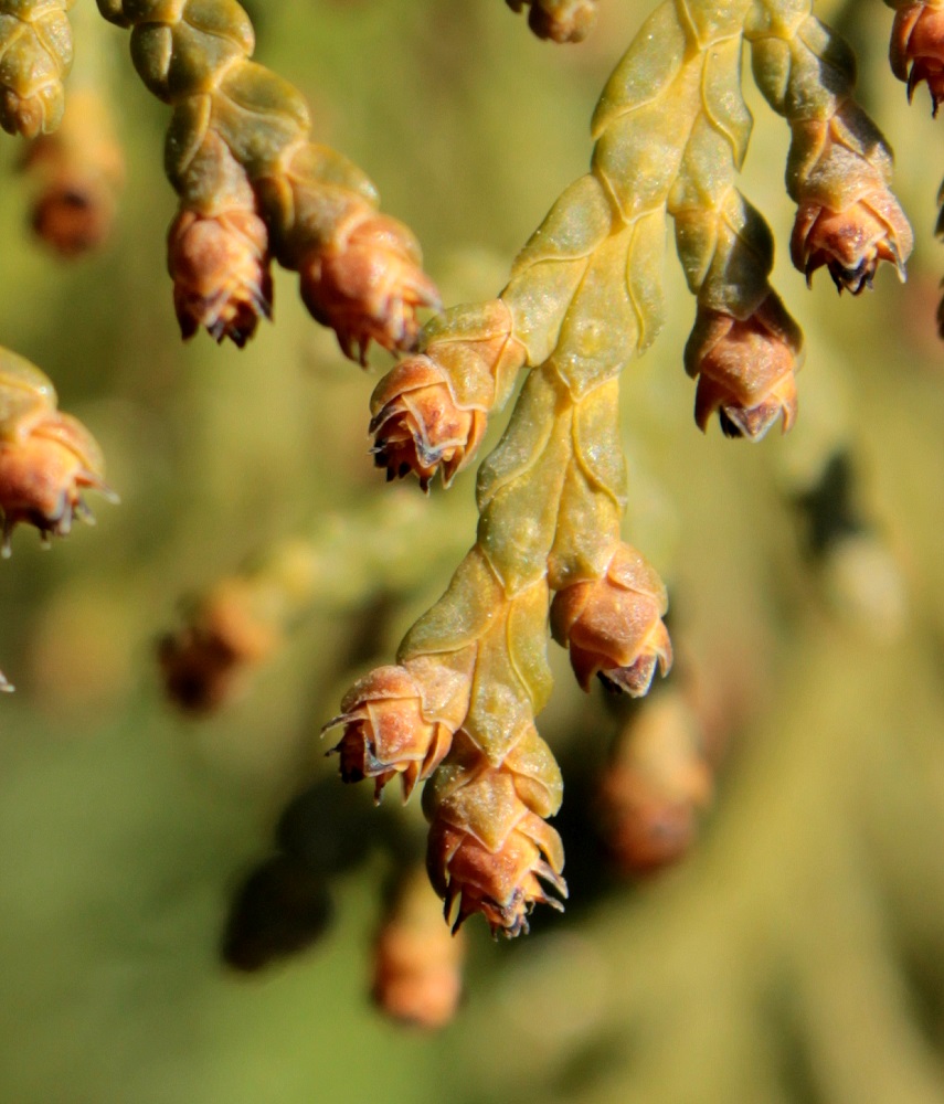 Изображение особи Thuja occidentalis.