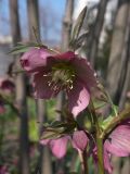 Helleborus purpurascens