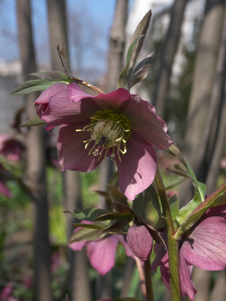 Image of Helleborus purpurascens specimen.