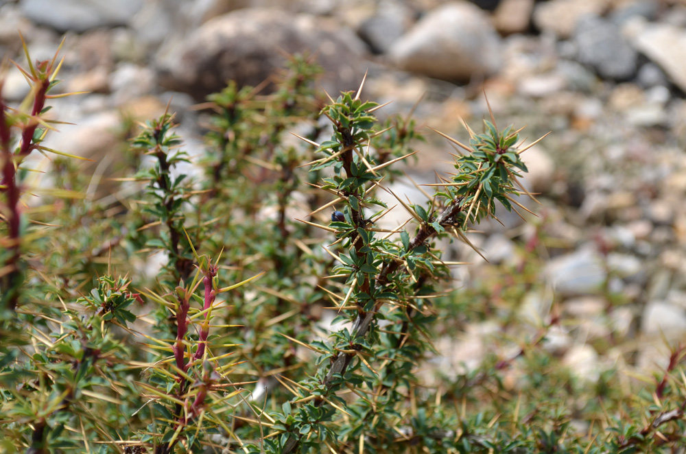 Image of Berberis kaschgarica specimen.