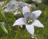 Gadellia lactiflora. Цветок. Адыгея, Кавказский биосферный заповедник, Фишт-Оштенский массив, пер. Армянский, ≈ 1800 м н.у.м., субальпийский луг среди скал. 30.08.2015.