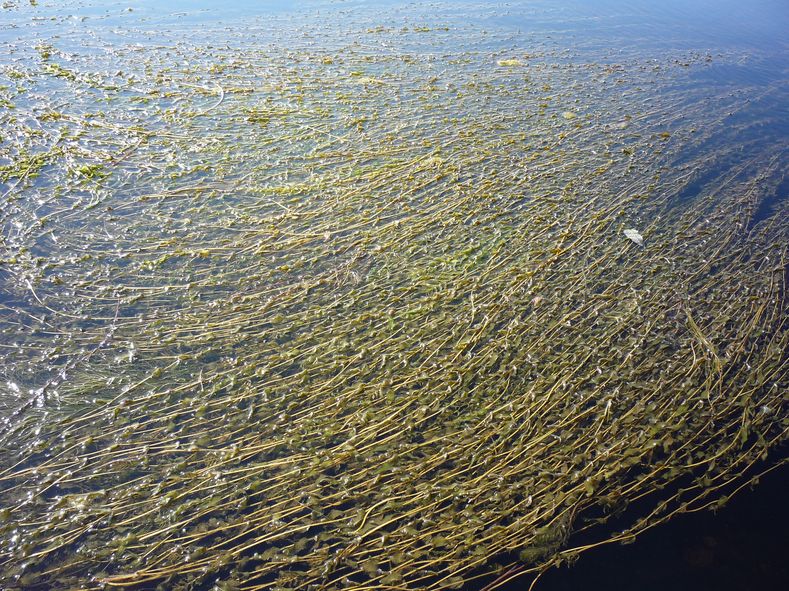 Изображение особи Potamogeton perfoliatus.