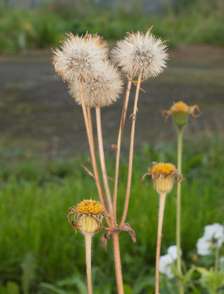 Image of Arnica montana specimen.