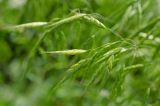 Bromus japonicus