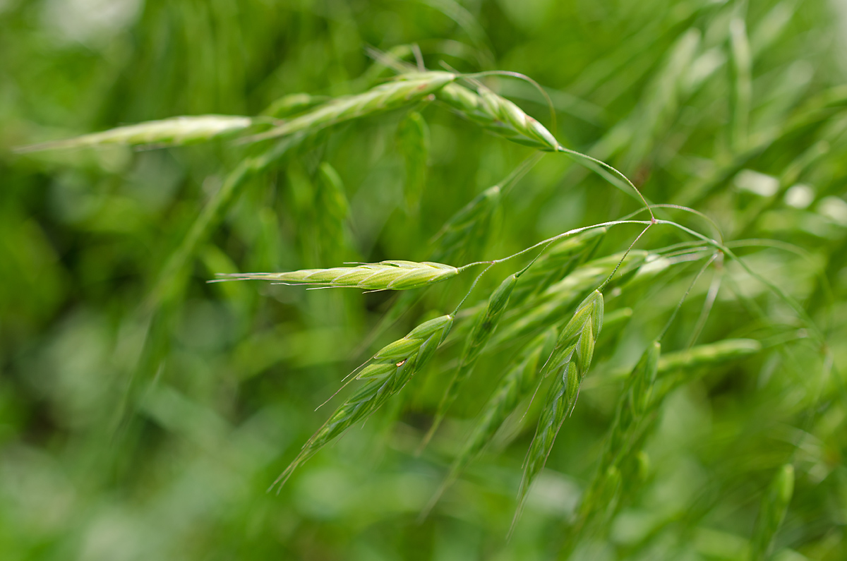 Изображение особи Bromus japonicus.