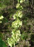 Rumex aquaticus. Часть соплодия. Якутия (Саха), Нерюнгринский р-н, окр. пос. Чульман, руч. Китаянка. 19.07.2012.