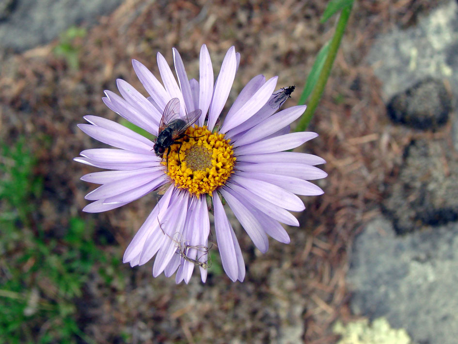 Изображение особи Aster alpinus.