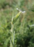 Melandrium album