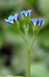 Myosotis sparsiflora