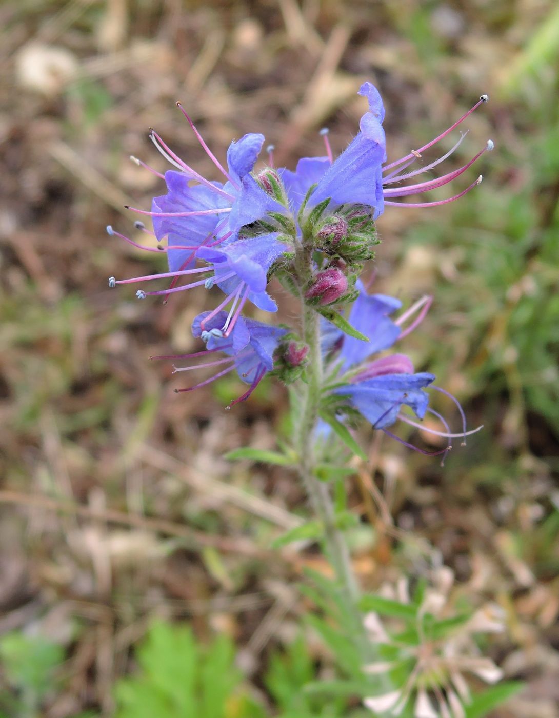 Изображение особи Echium vulgare.