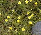 Ranunculus reptans
