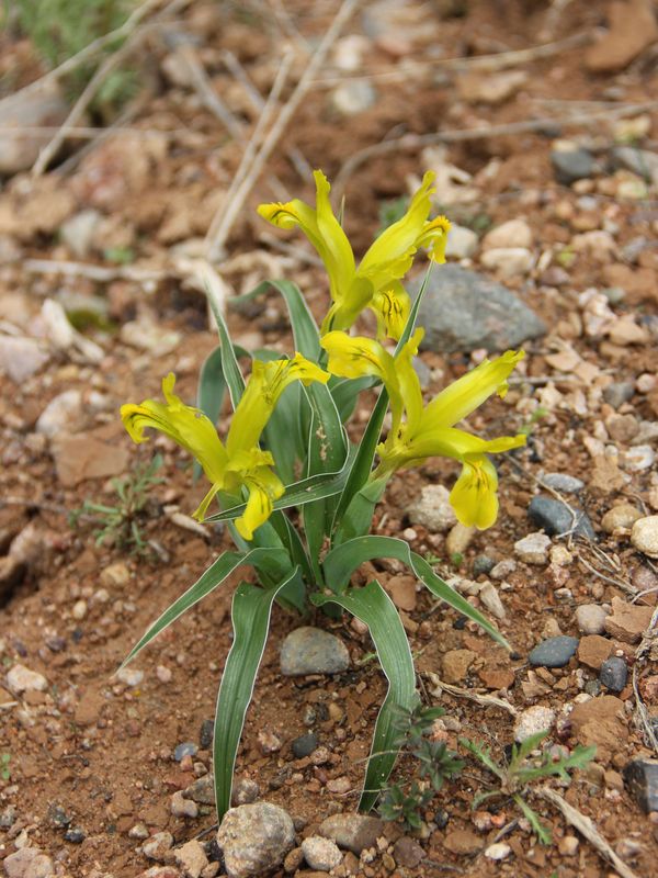 Image of Juno tubergeniana specimen.