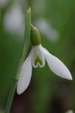Galanthus plicatus. Цветок. Ленинградская обл., Всеволожский р-н, окр. пос. Куйвози, садоводство, в культуре. 30.04.2016.