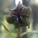 Lilium pilosiusculum. Раскрытый плод. Свердловская обл., окр. г. Североуральск, травяной сосняк с елью на известняках. 04.09.2007.