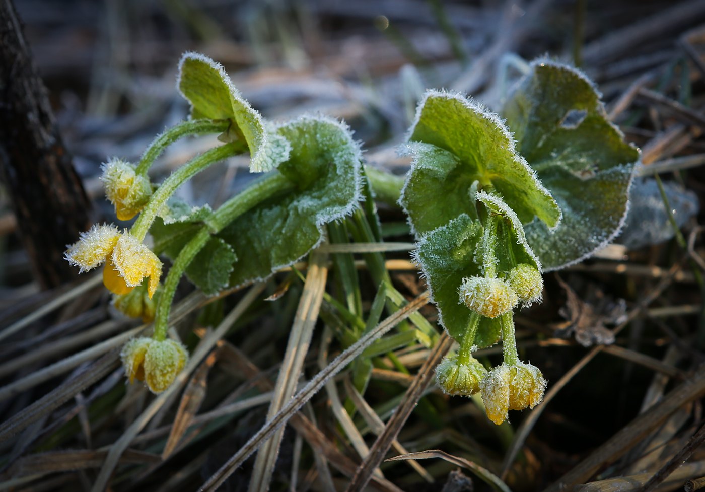 Image of Caltha palustris specimen.