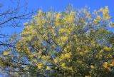 Acacia dealbata. Часть кроны цветущего дерева. Абхазия, г. Сухум, в культуре. 7 марта 2016 г.