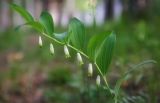 Polygonatum odoratum