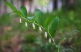 Polygonatum odoratum. Верхушка цветущего растения. Пермский край, г. Пермь, Кировский р-н, сосновый бор. 28.05.2016.