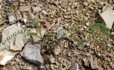 Vicia ervilia