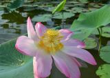 Nelumbo caspica