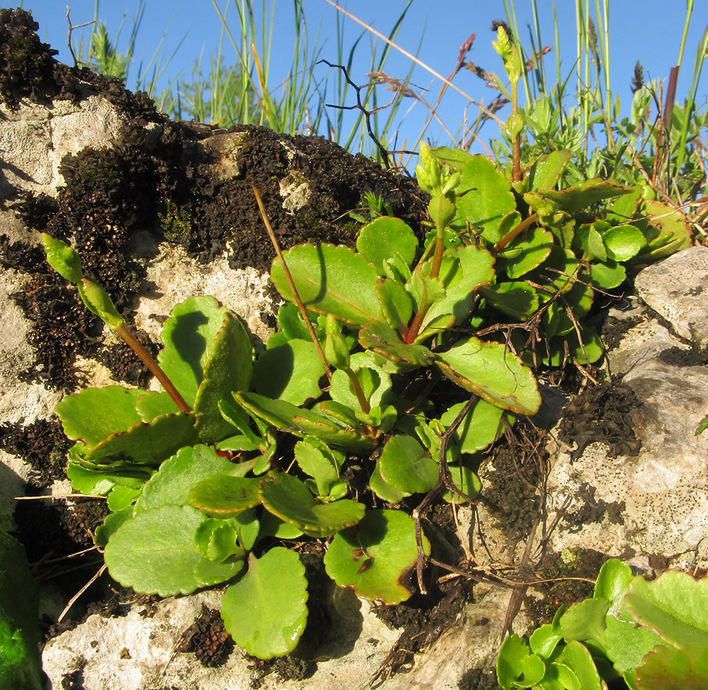 Изображение особи Chiastophyllum oppositifolium.