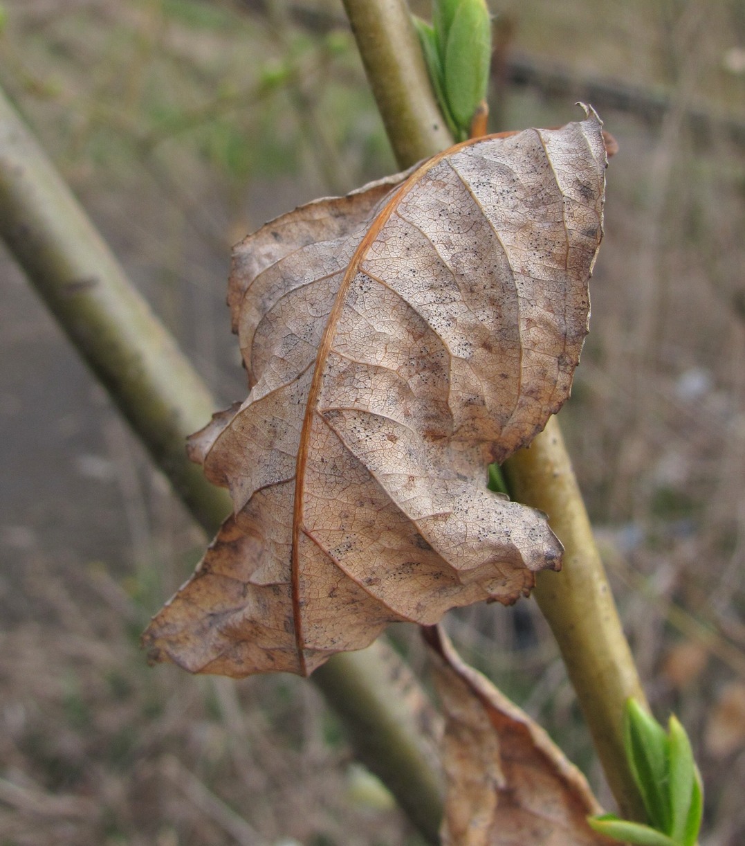 Image of Salix triandra specimen.