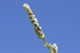 Persicaria lapathifolia. Верхушечное соцветие с личинкой щавелевого клопа (Coreus marginatus, сем. Coreidae). Костромская обл., окр. г. Нерехта, песчаный карьер. 01.07.2016.