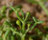 Tetraena coccinea. Верхушка веточки с бутонами. Израиль, южная Арава, восточные окр. киббуца Элифаз, под высаженными деревьями на песчаном субстрате. 04.03.2014.