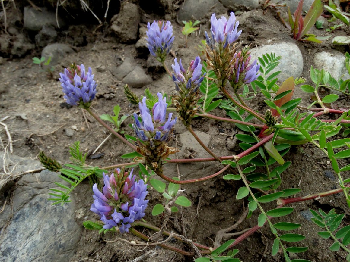 Изображение особи Astragalus marinus.