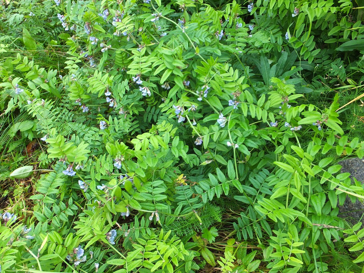 Image of Vicia sepium specimen.