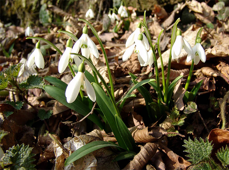 Image of Galanthus woronowii specimen.