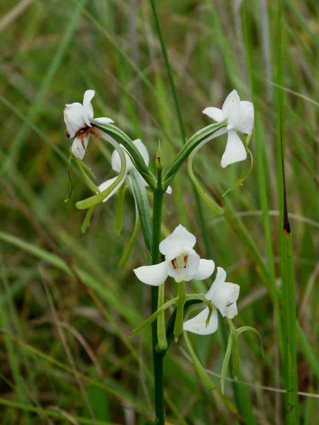 Image of Habenaria linearifolia specimen.