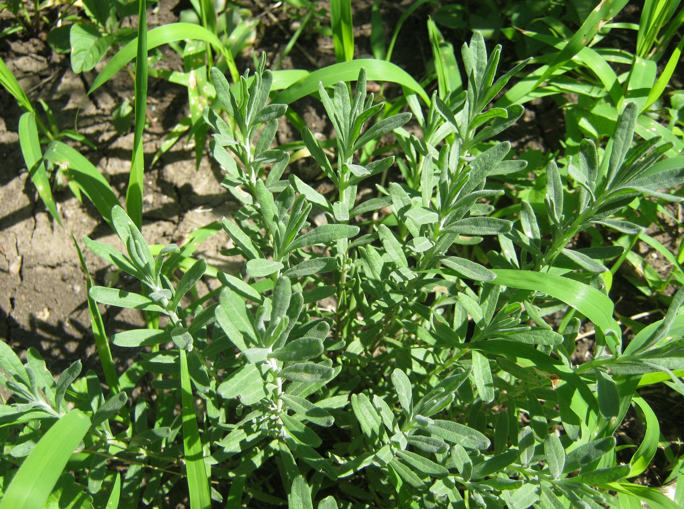 Image of genus Lavandula specimen.