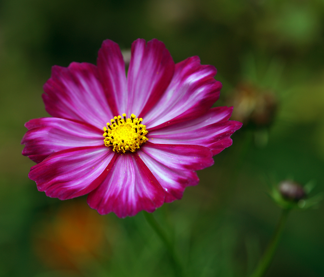 Image of Cosmos bipinnatus specimen.