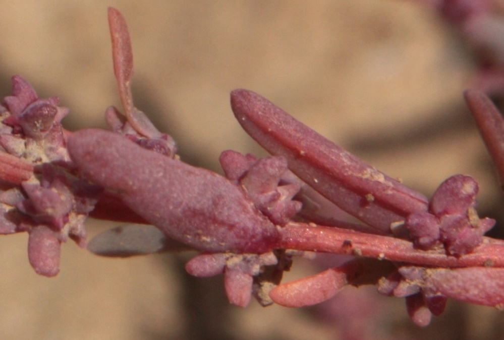 Image of Suaeda corniculata specimen.