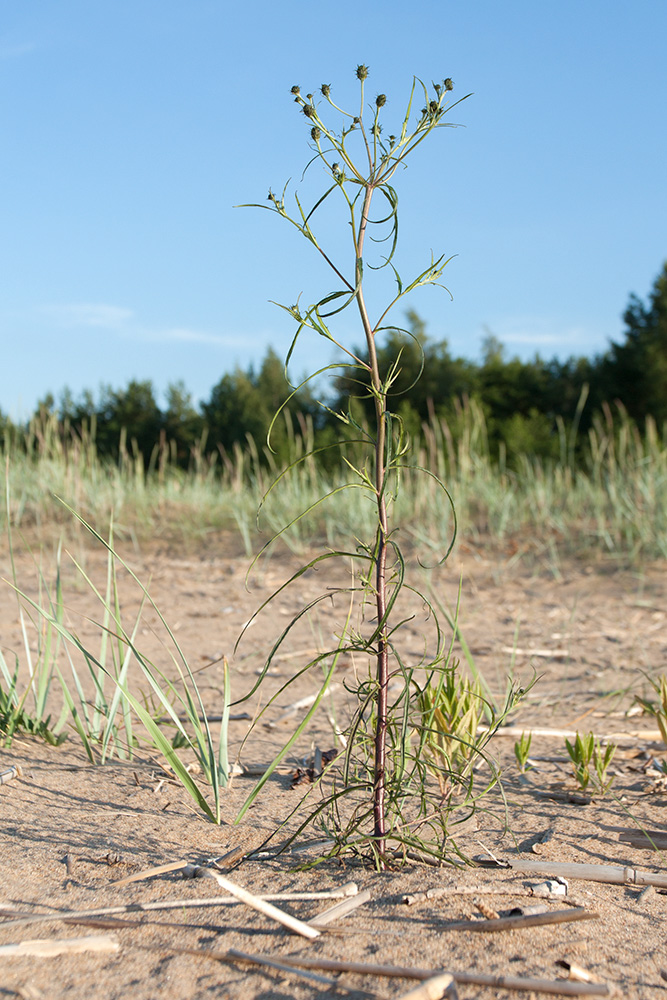 Image of Hieracium umbellatum var. dunale specimen.