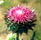 Carduus thoermeri