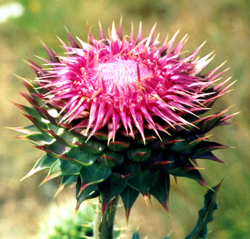 Image of Carduus thoermeri specimen.