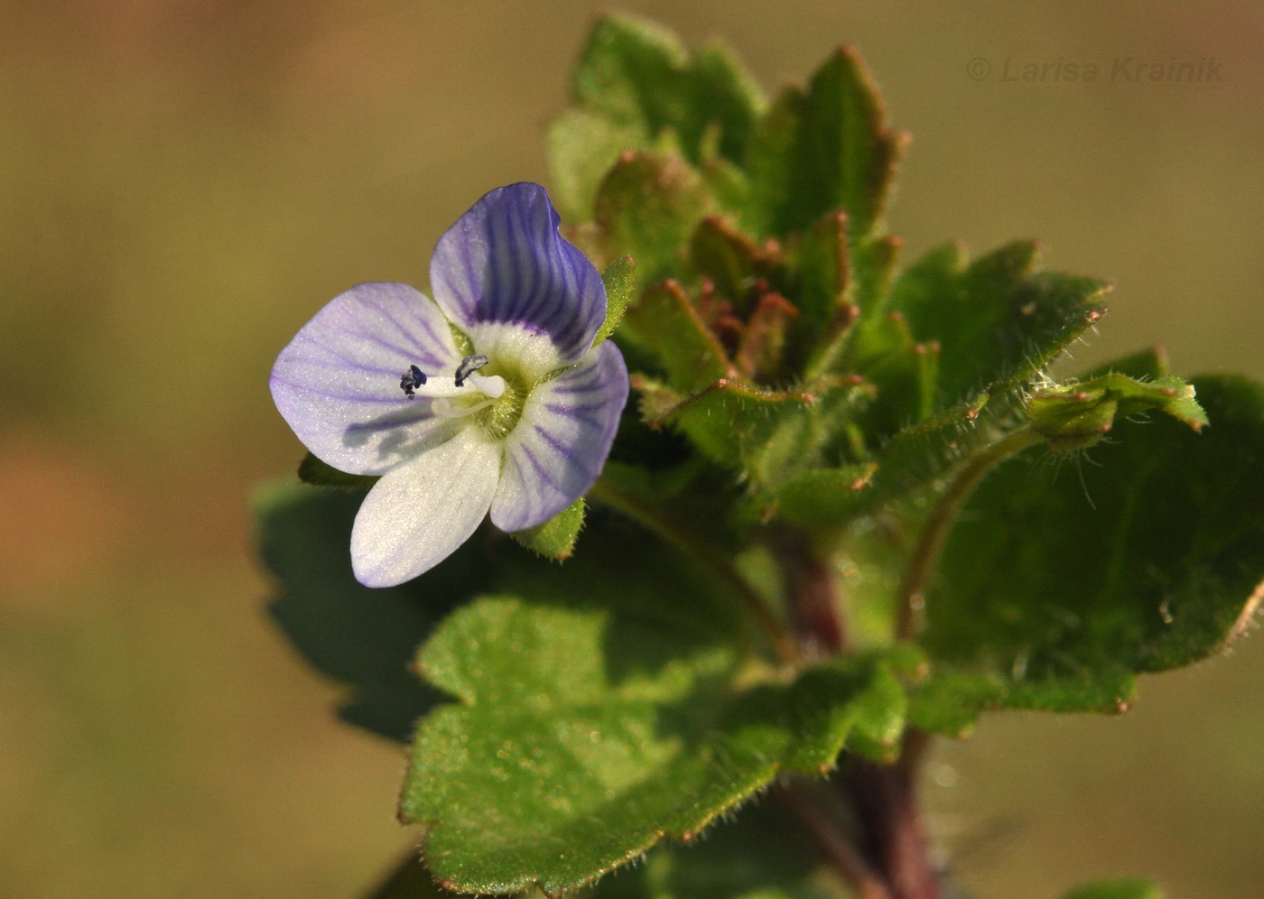Image of Veronica persica specimen.