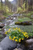 Caltha palustris. Цветущее растение. Республика Алтай, Шебалинский р-н, окр. с. Камлак, старица р. Сема. 05.05.2016.