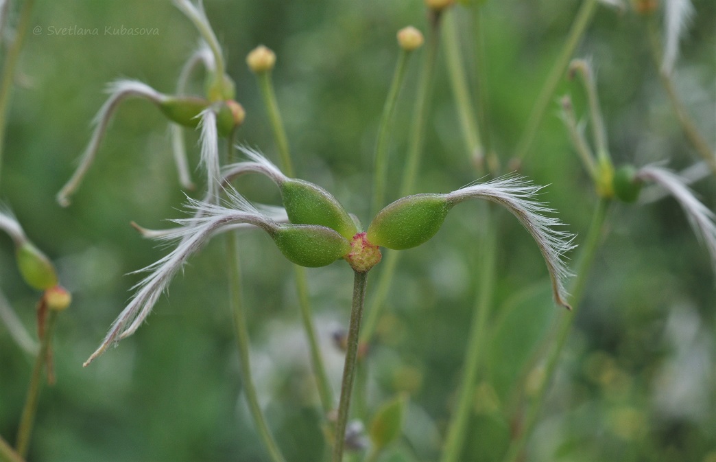 Изображение особи Clematis recta.