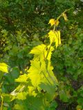 Vitis vinifera