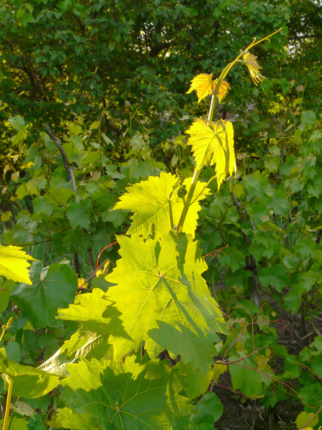 Изображение особи Vitis vinifera.