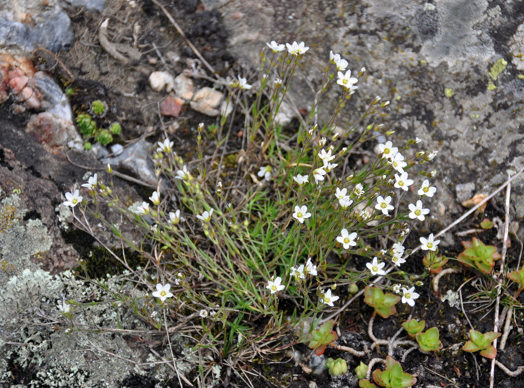 Image of Minuartia oreina specimen.