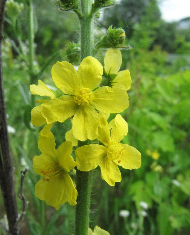 Image of Agrimonia pilosa specimen.