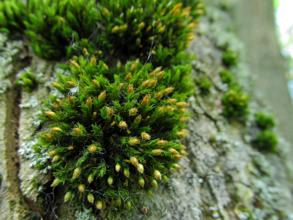 Image of Lewinskya speciosa specimen.