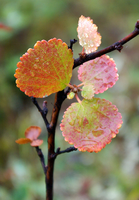 Image of Betula exilis specimen.